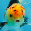A Grade UNIQUE Tricolor Oranda Male 5.5 inches #072525OR_08