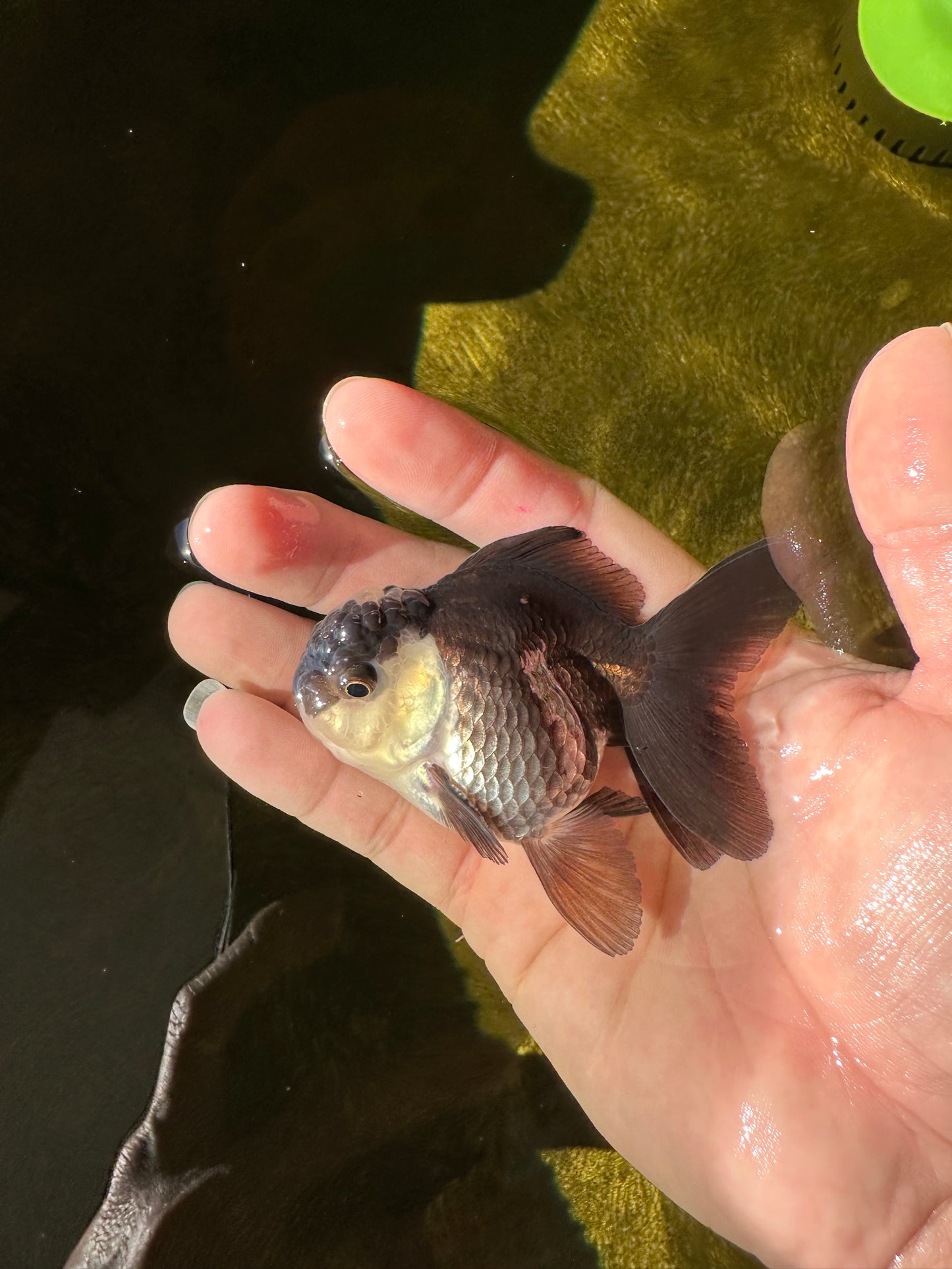 Panda Oranda Male 3-3.5 inches #1018OR_13