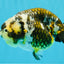 A Grade Ink Chinese Ranchu Male 5.5 inches #022026RC_19