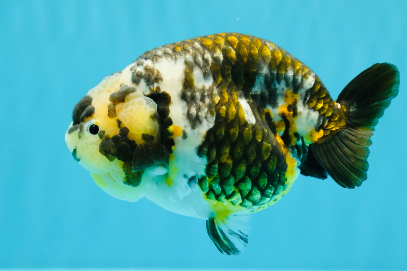 chinese boxing fish Koi Pattern Print Gloves you could now choose the exact pattern design that you really love from our massive range of awesome pattern design selection The Chinese Hi Fin Loach: