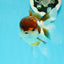 Cheerful Tricolor Oranda Female 4.5 inches #0524OR_05