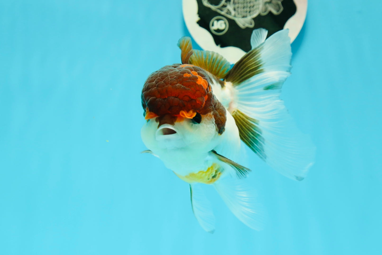 Cheerful Tricolor Oranda Female 4.5 inches #0524OR_05