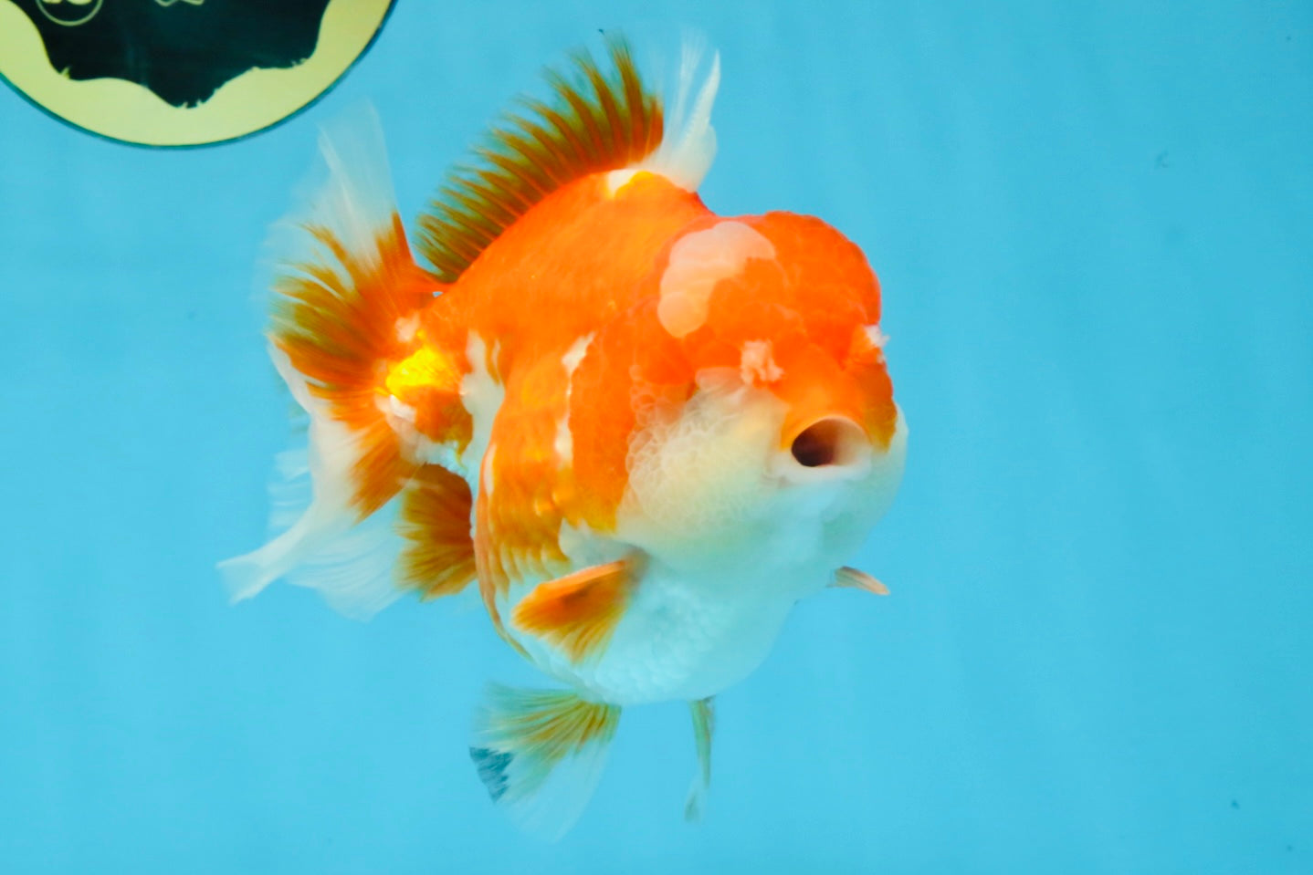 BIG WEN A Grade Red White Yuanbao Male 5 inches #110725YB_09