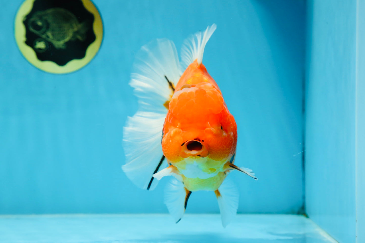 AAA Grade JUMBO Tiger Oranda Female 6-6.5 inches #062025OR_24