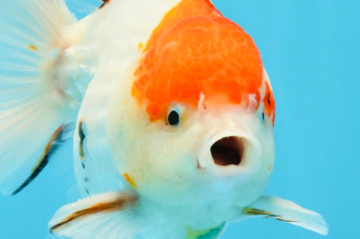 A Grade Sakura Yuanbao Male 4.5 inches #101025YB_25