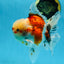 A Grade Young Godzilla Sakura Oranda Male 5.5 inches #080825OR_18