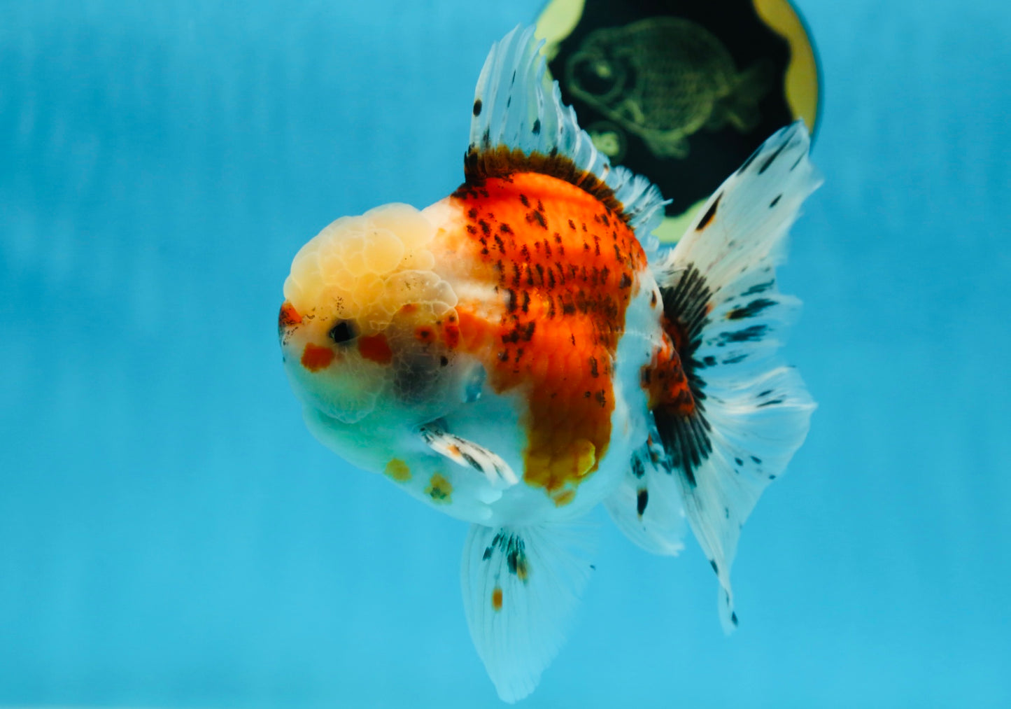 A Grade Young Godzilla Sakura Oranda Male 5.5 inches #080825OR_18