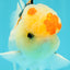 AAA Grade Lemonhead Tricolor Button Eyes Oranda Male 5 inches #111524OR_23