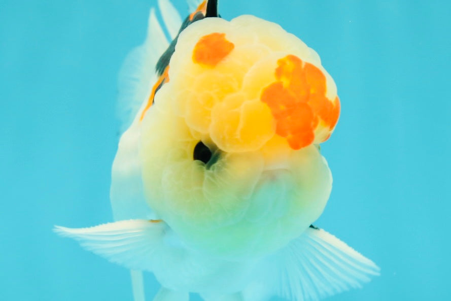 AAA Grade Lemonhead Tricolor Button Eyes Oranda Male 5 inches #111524OR_23