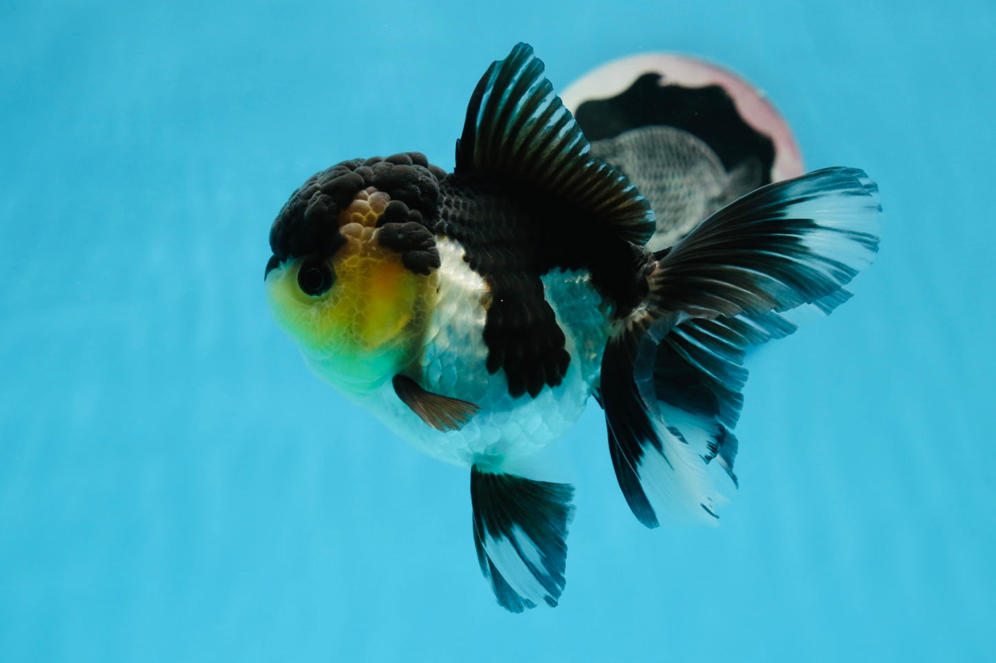 Panda de ojos de botón de grado AAA Oranda hembra de 5 pulgadas n.º 0913OR_16