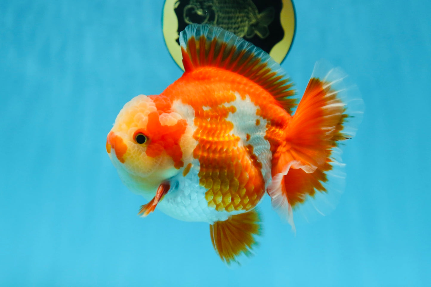 AAA Grade PULLDOG Godzilla Red White Yuanbao 5-5.5 inches #080825YB_25