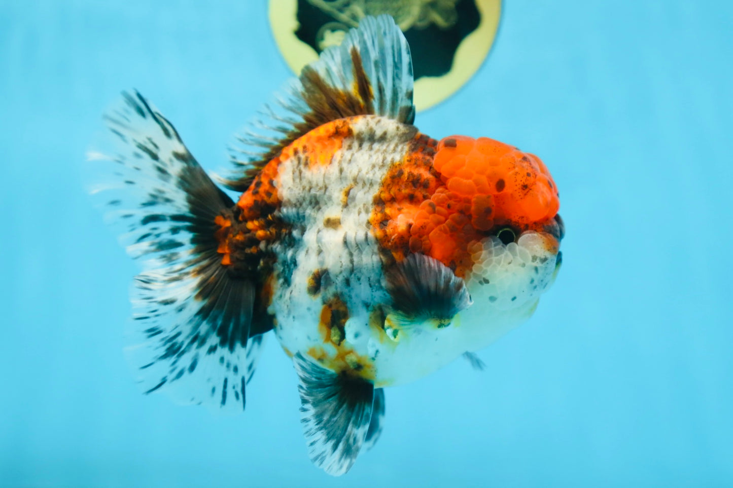 AAA Grade CHUBBY Calico Oranda Male 5.5 inches #082925OR_13