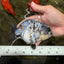 A Grade Tiger Ranchu Female 5-5.5 inches #073126RC_12