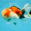 A Grade Calico Oranda Male 5 inches #060625OR_20