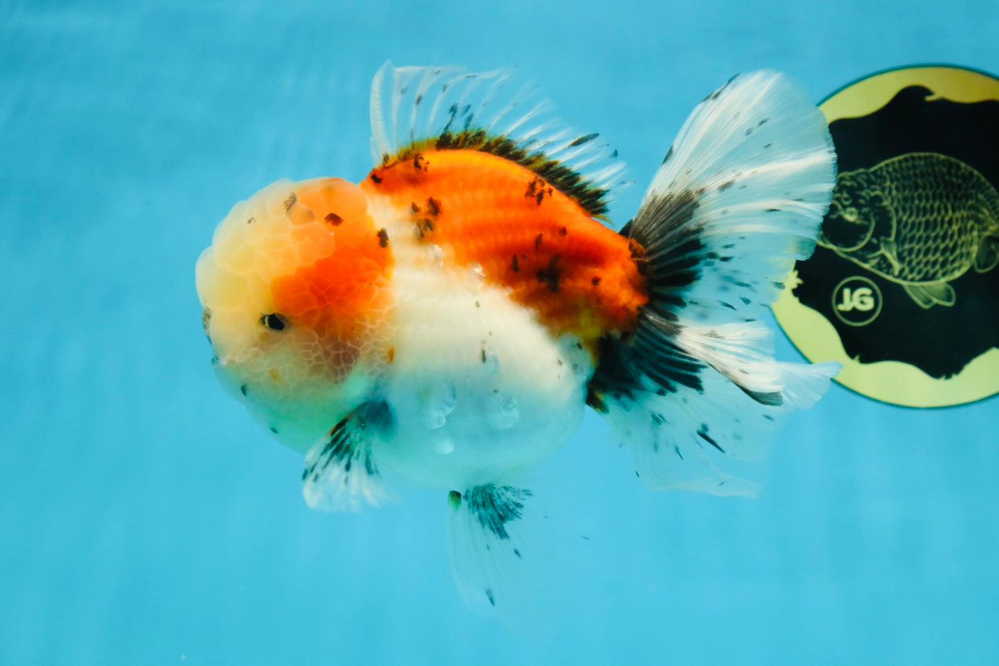 A Grade Calico Oranda Male 5 inches #060625OR_20