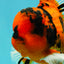 A Grade Broatail Tiger Oranda Male 7.5 inches #100926OR_08