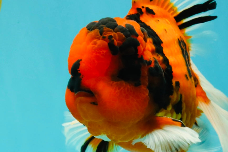 A Grade Broatail Tiger Oranda Male 7.5 inches #100926OR_08
