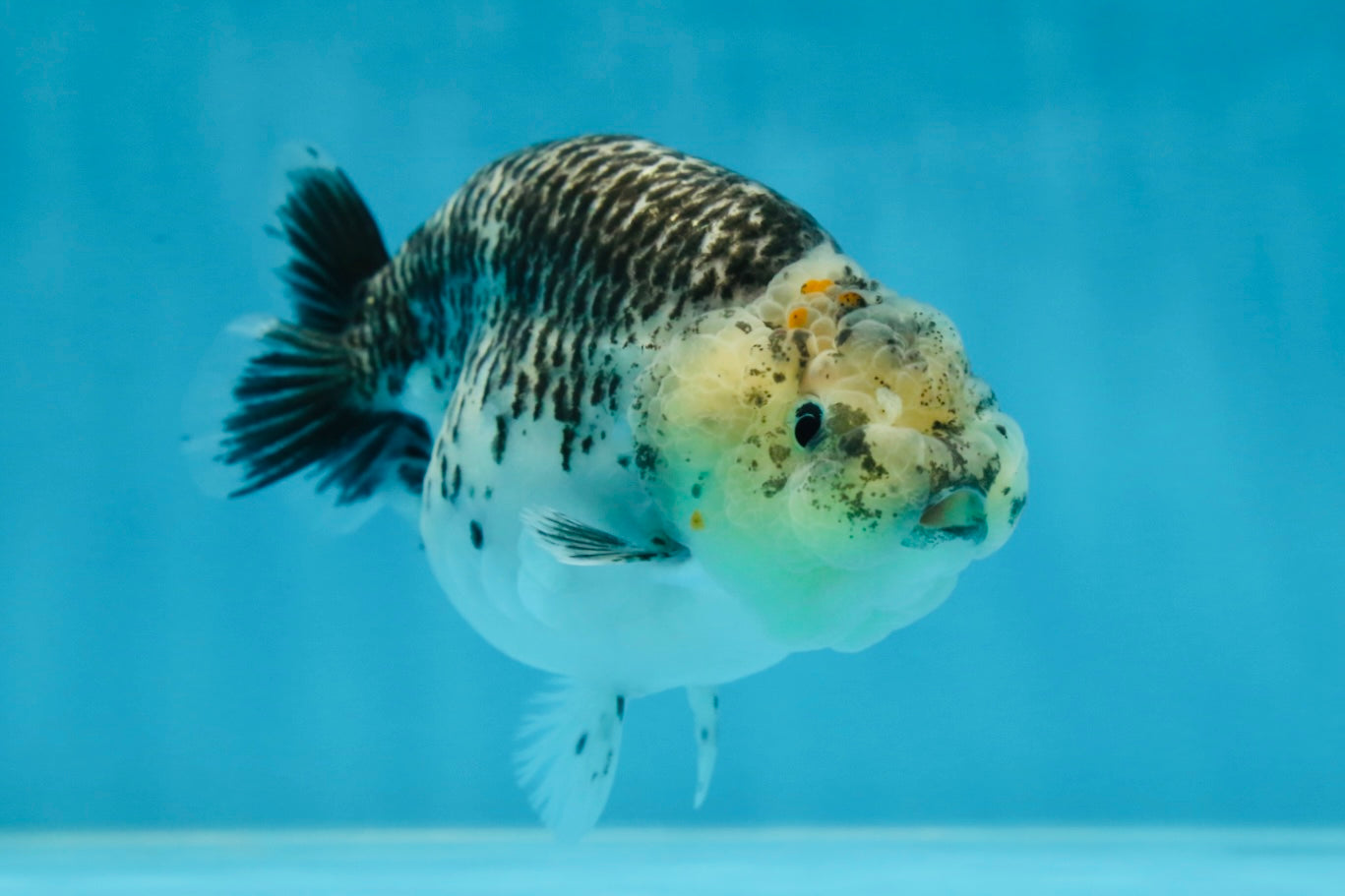 A Grade Kirin Polkadot LionQueen 4-4.5 inches #053025LC_05