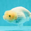🐣 Baby Lemonhead Lionchu Female 4 inches #0322LC_02