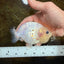 White Sakura Chinese Ranchu Female 4.5-5 inches #121225RC_04
