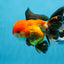 A Grade Tricolor Oranda Male 5 inches #0830OR_19