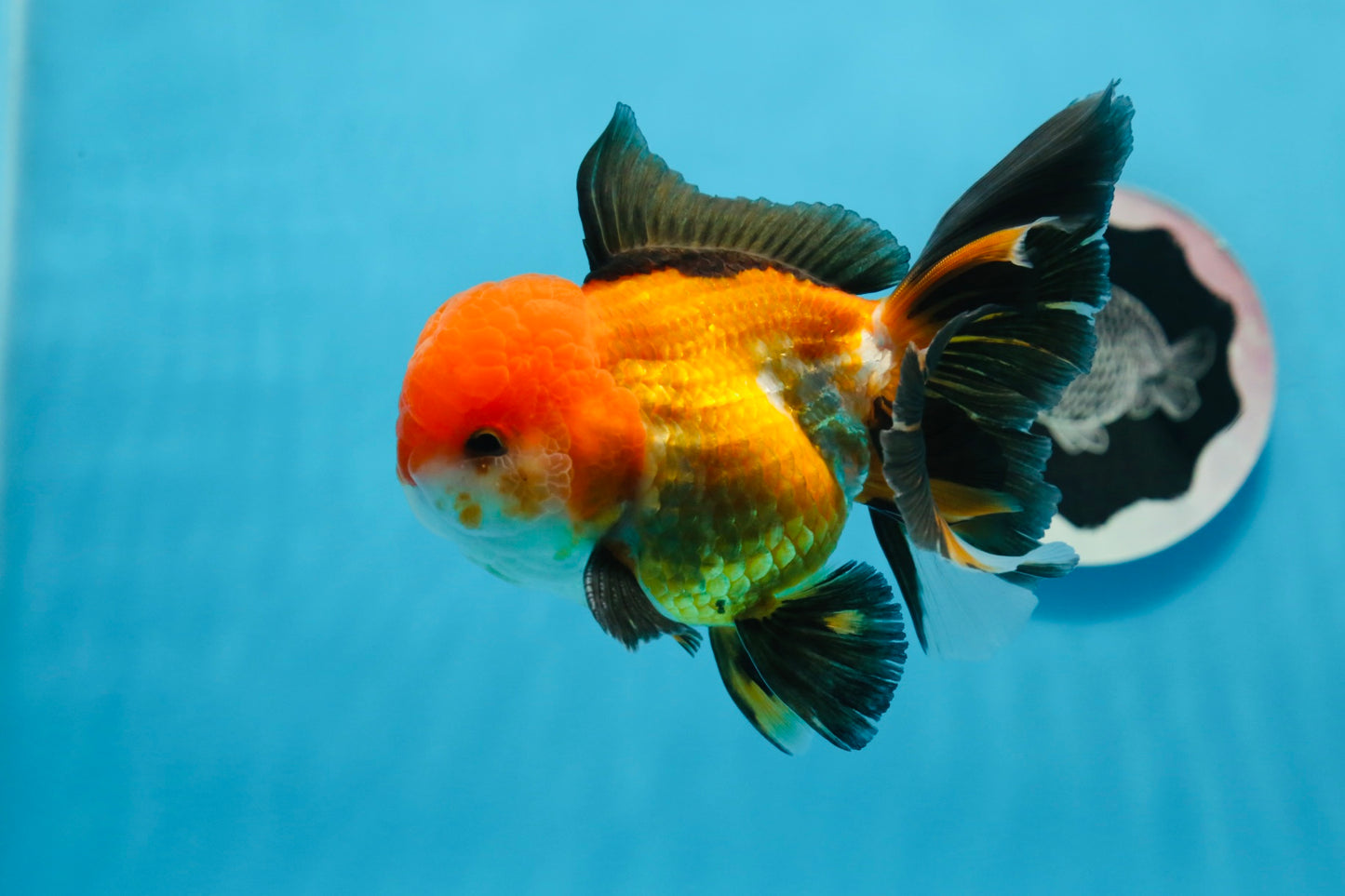 A Grade Tricolor Oranda Male 5 inches #0830OR_19