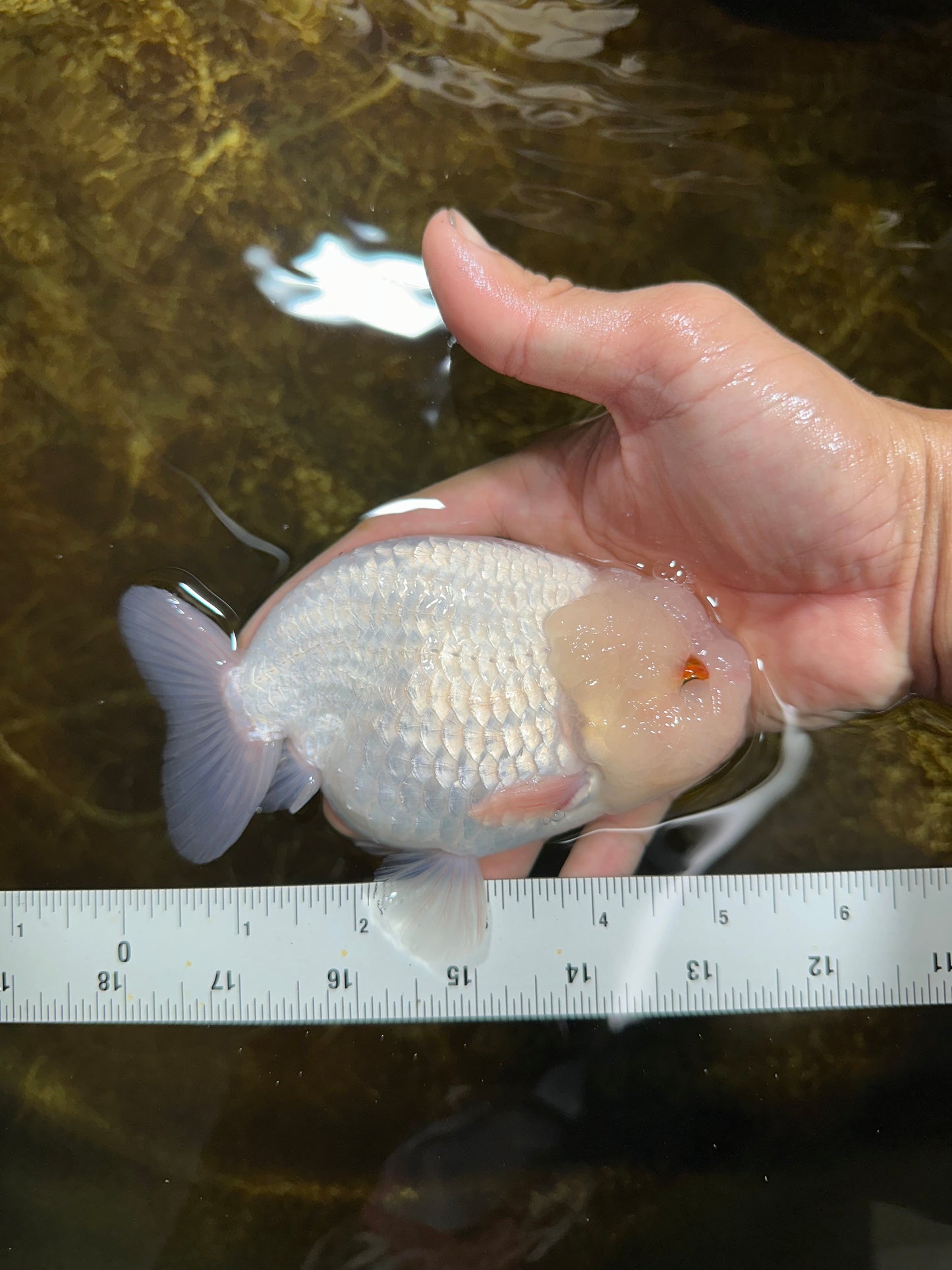 AAA Grade Snow White LionKing 5-5.5 inches #082925LC_18