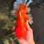 TOMATO AAA Grade Broadtail Red White Oranda Male 7.5-8 inches #071026OR_03