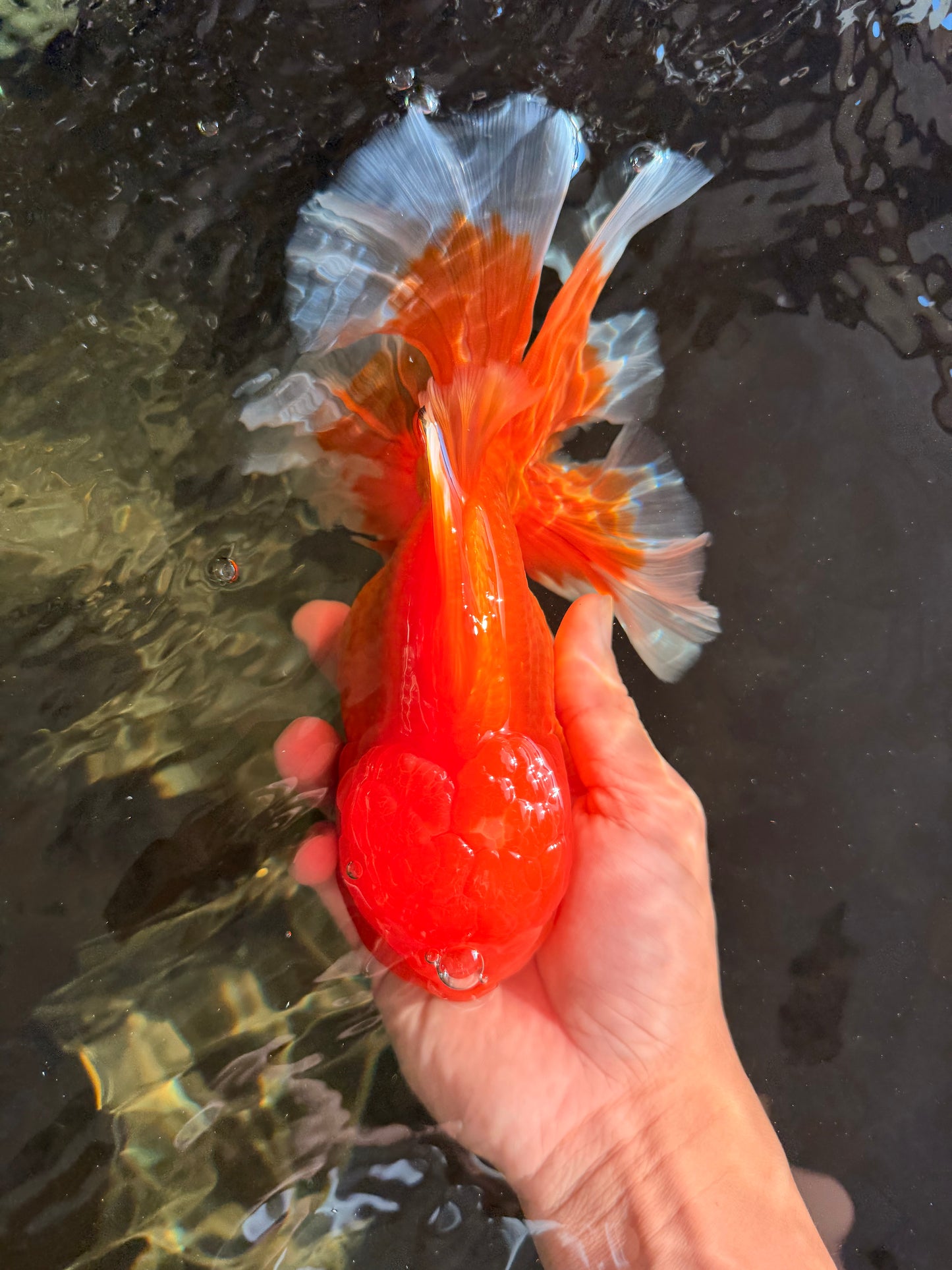 TOMATO AAA Grade Broadtail Red White Oranda Male 7.5-8 inches #071026OR_03