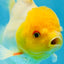 Lemonhead Oranda Male 5 inches #090525OR_17