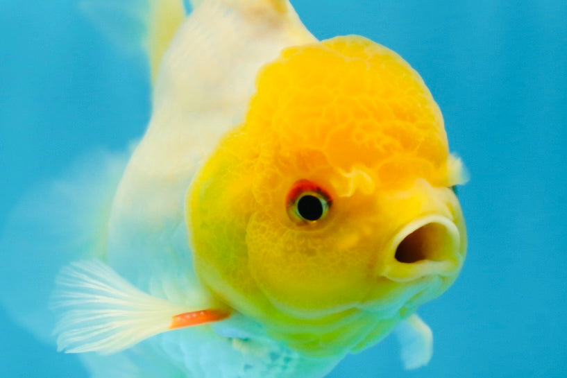 Lemonhead Oranda Male 5 inches #090525OR_17