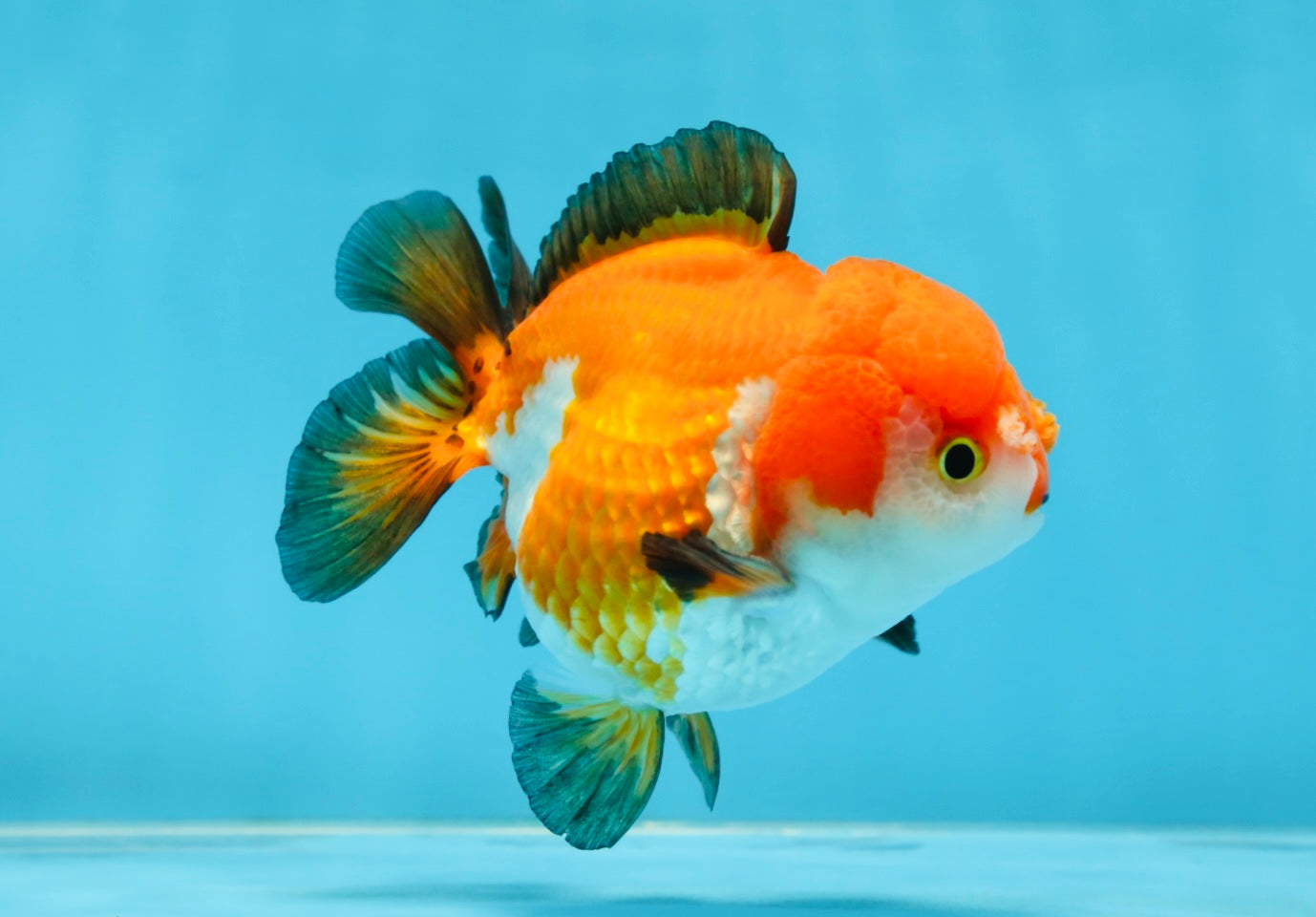 SUPER CUTE Tricolor Yuanbao Male 4.5 inches #071125YB_18