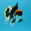 A Grade Color Pop Tricolor Oranda Male 4.5 inches #020725OR_25