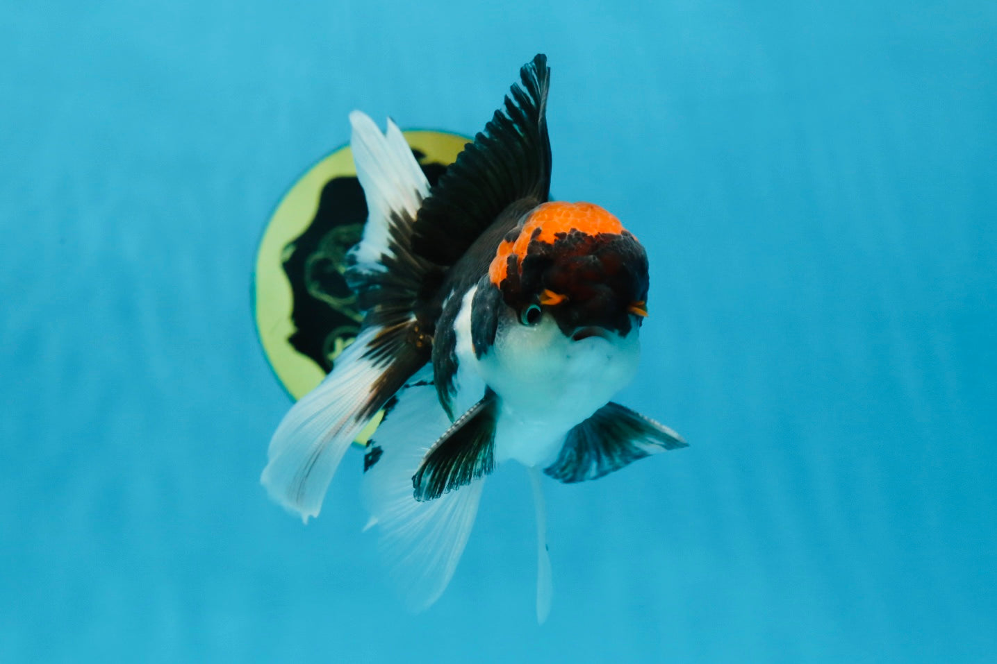 A Grade Color Pop Tricolor Oranda Male 4.5 inches #020725OR_25