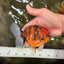 SPECIAL AAA Grade Tiger Oranda Male 5 inches #090426OR_03