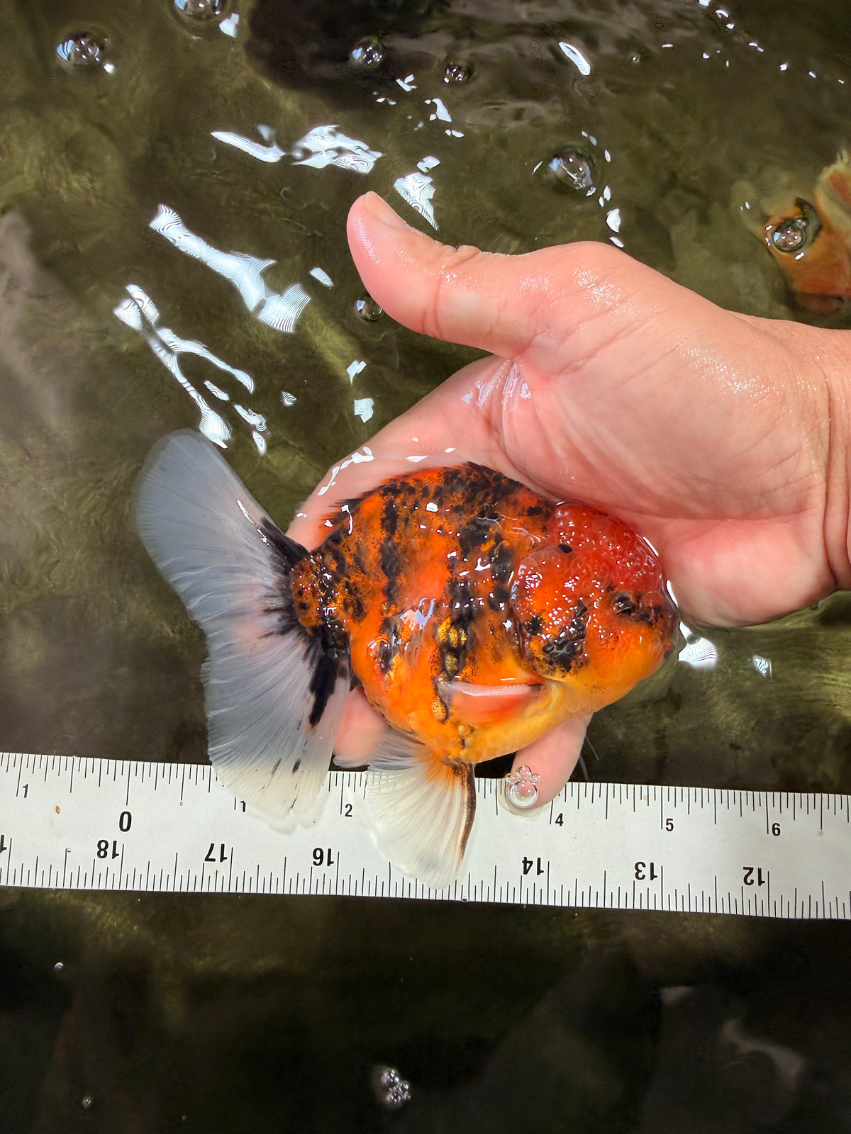 SPECIAL AAA Grade Tiger Oranda Male 5 inches #090426OR_03