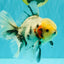 AAA Grade Marble Oranda Male 6.5-7 inches #070626OR_09