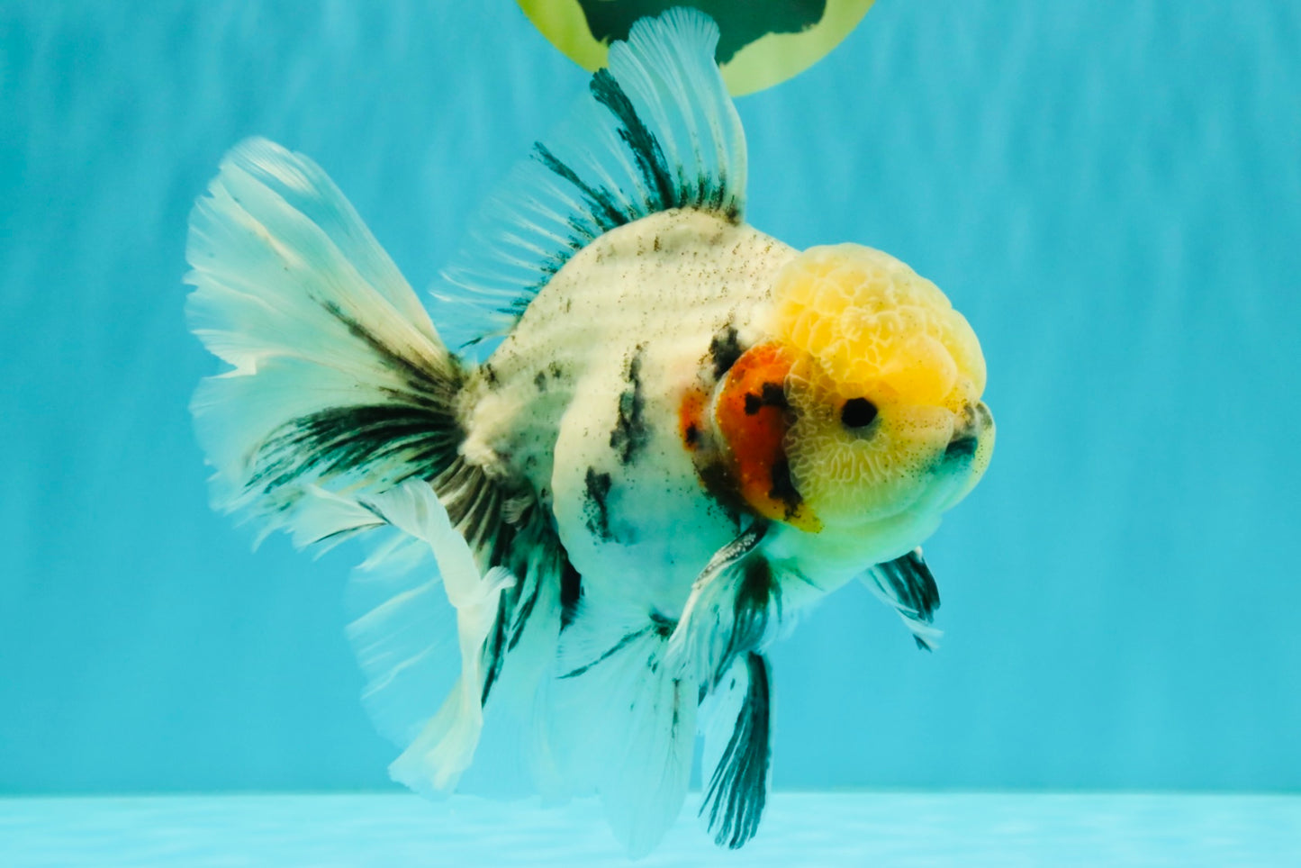 AAA Grade Marble Oranda Male 6.5-7 inches #070626OR_09