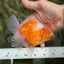 A Grade Sakura Oranda Male 4.5-5 inches #060625OR_24