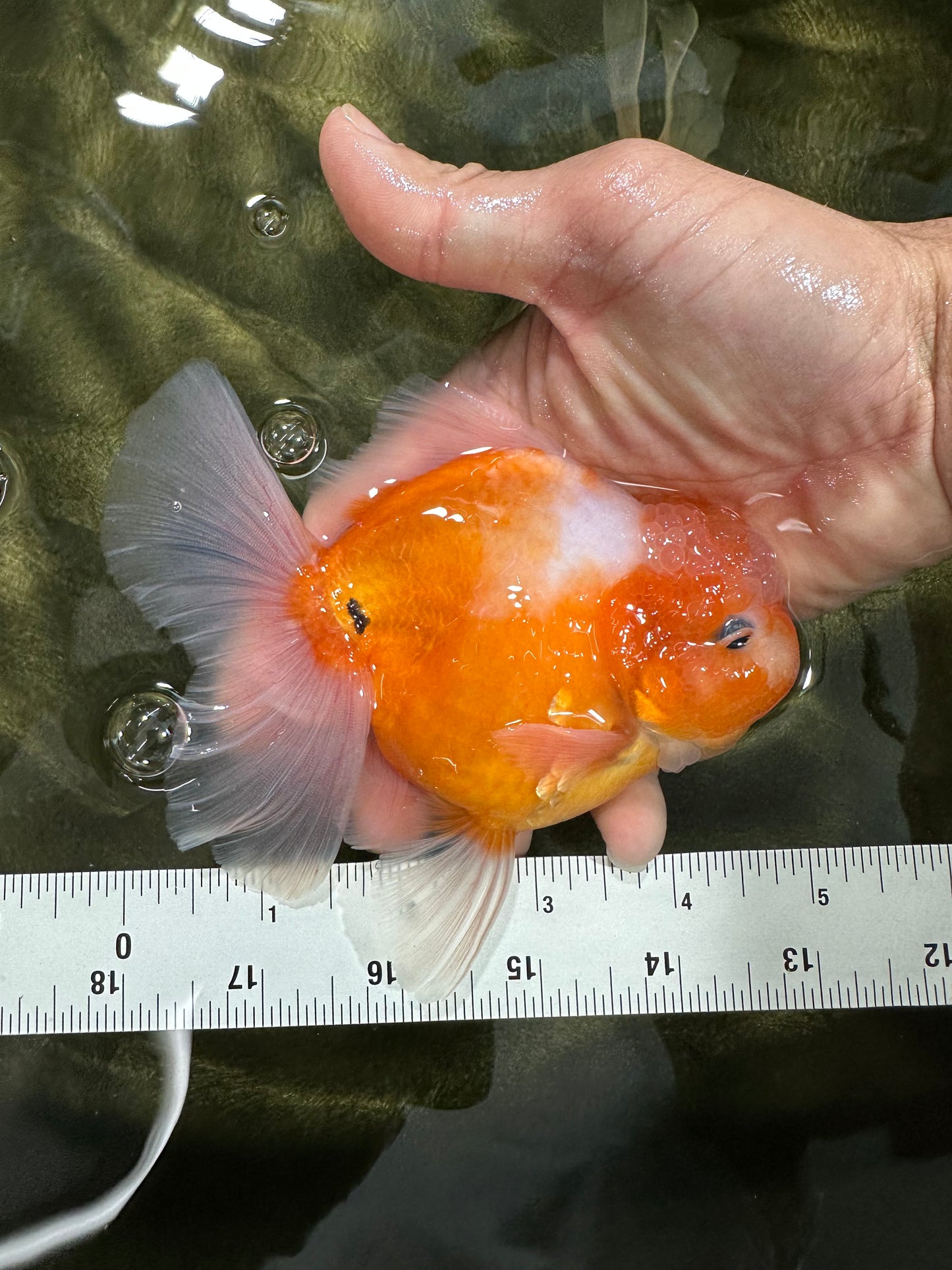 A Grade Sakura Oranda Male 4.5-5 inches #060625OR_24