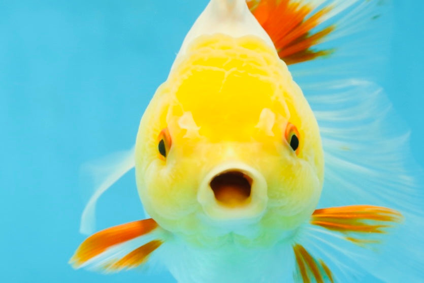 A Grade Butterfly White Orange Oranda Female 5.5 inches #062725OR_23