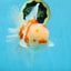 AAA Grade CHONKY Sakura Oranda Male 6 inches #082225OR_10