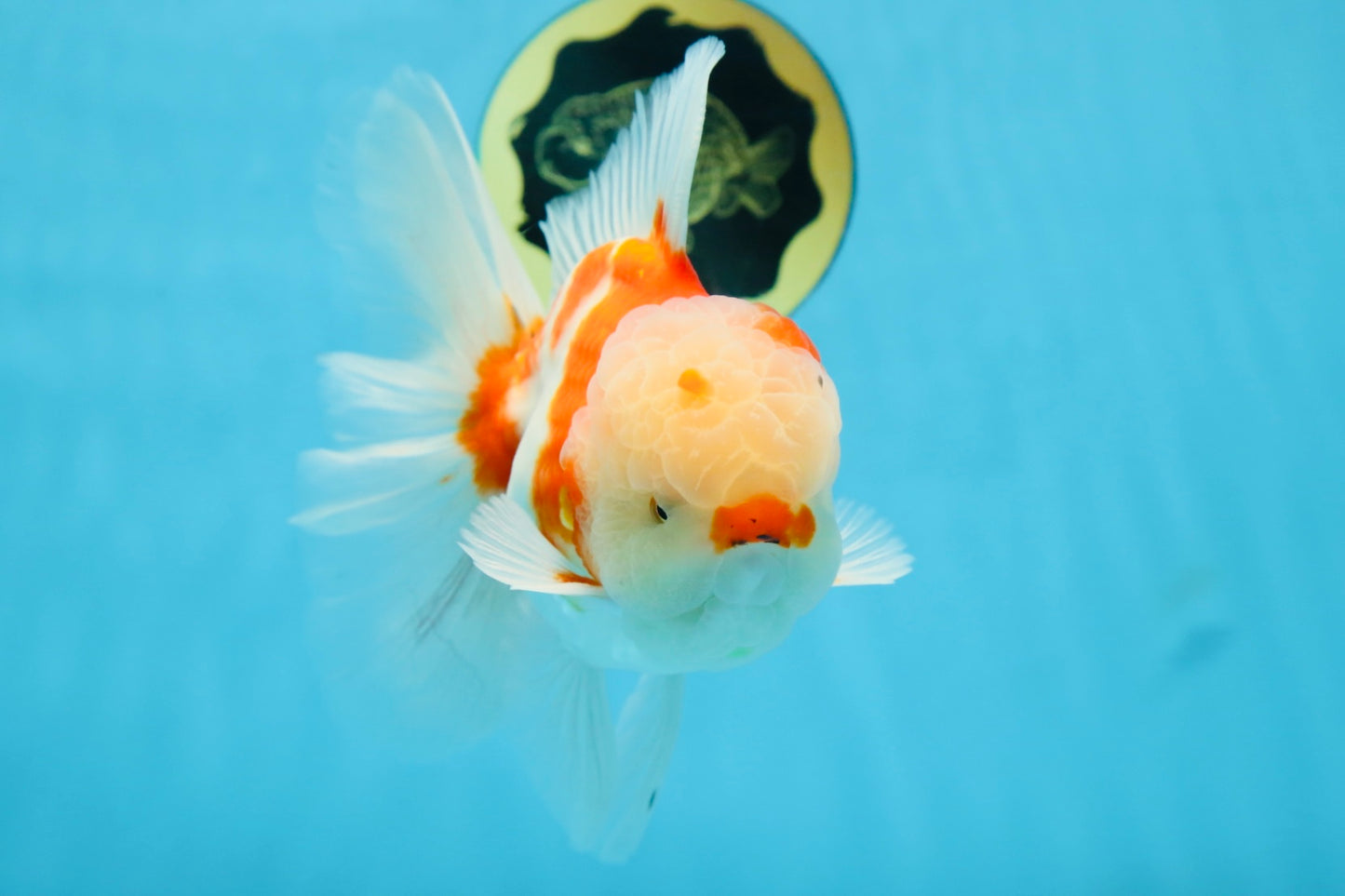 AAA Grade CHONKY Sakura Oranda Male 6 inches #082225OR_10