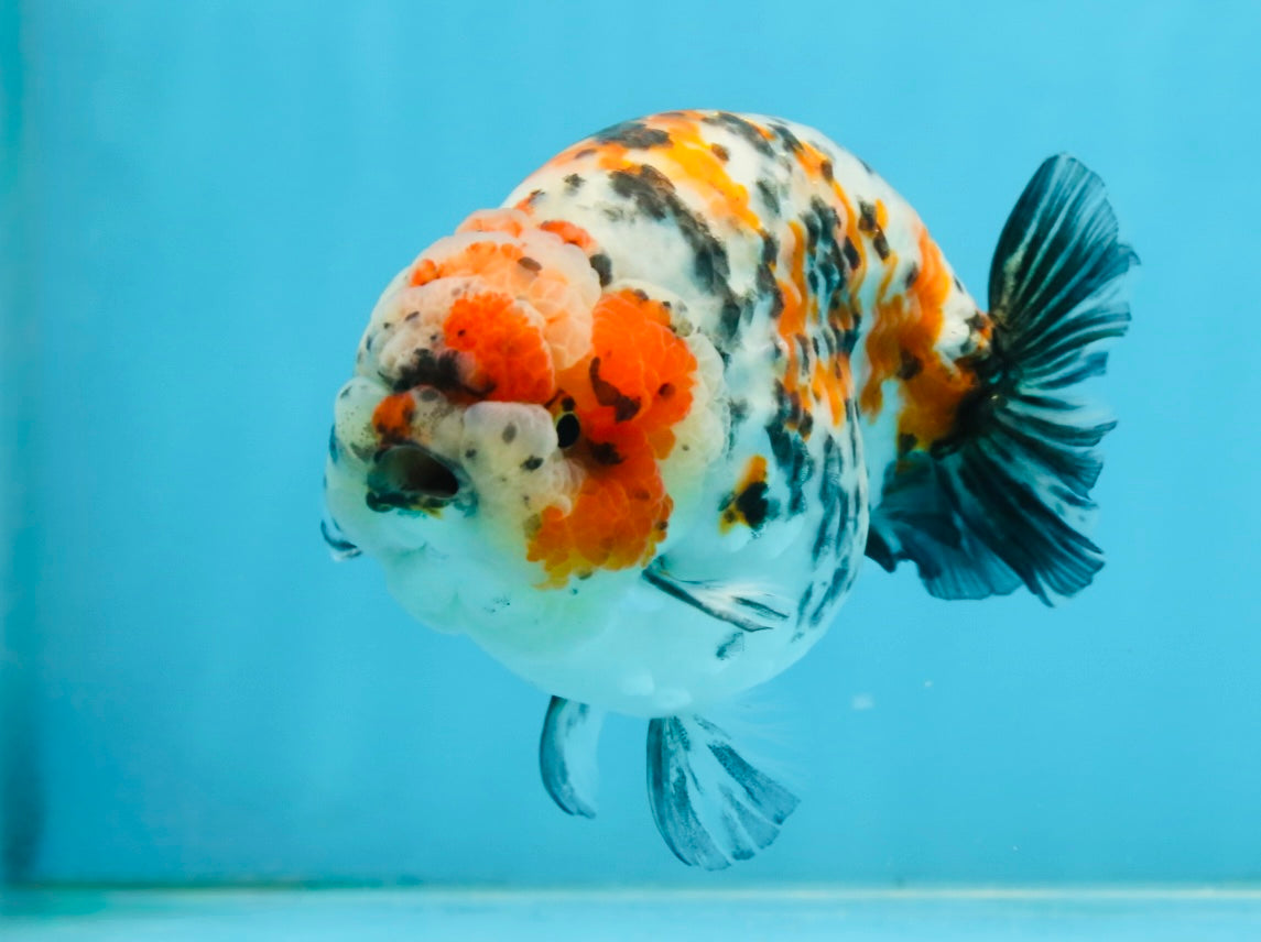 AAA Grade Special Calico LionKing 4.5-5 inches #101025RC_21