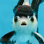 Panda Button Eyes Oranda Male 5-5.5 inches #112125OR_20