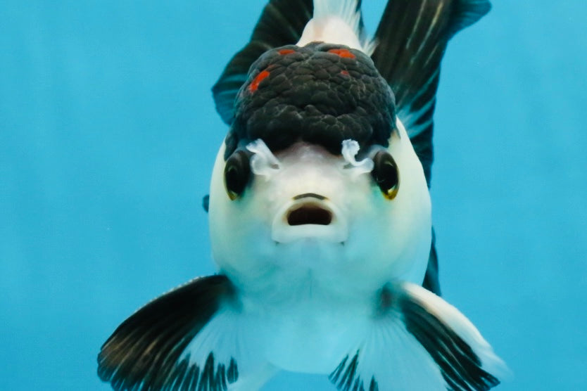 Panda Button Eyes Oranda Male 5-5.5 inches #112125OR_20