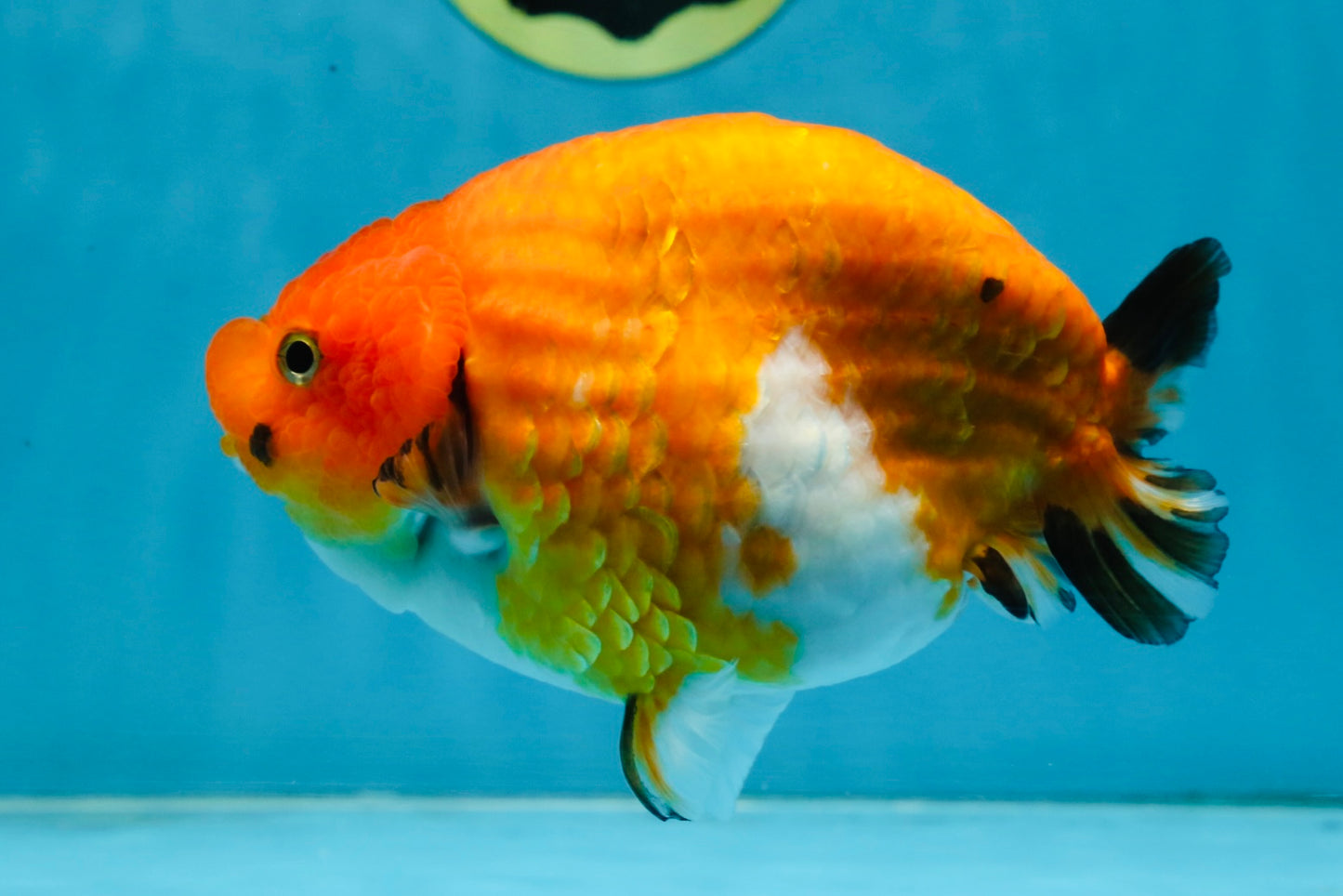 A Grade Chinese Sakura Ranchu Female 5.5 inches #101725RC_14