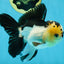 AAA Grade Panda Oranda Male 5-5.5 inches #062725OR_13