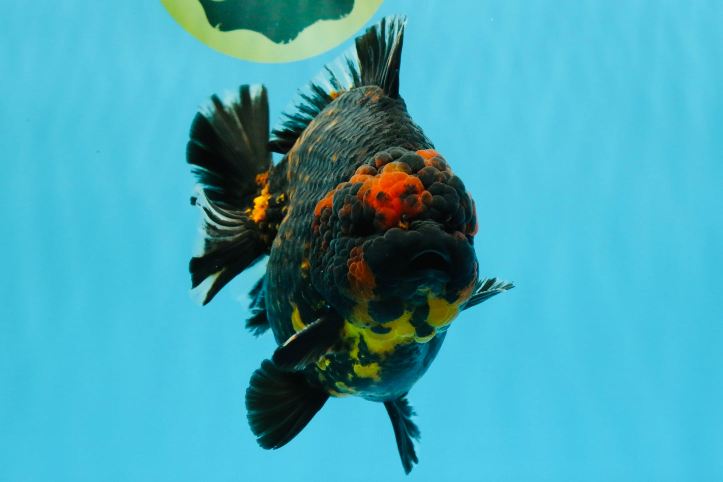 SUPER AAA Grade Godzilla Tiger Yuanbao Male 6 inches #022026YB_02