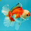 A Grade Red White Oranda Male 6 inches #041726OR_20